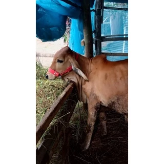 ขลุมวัว ขลุมจูงวัว เหม่าวัว อย่างหนา สแตนเลสอย่างดี เชือกสนตะพาย เม่า สายจูง ปรับความยาวได้