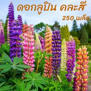 เมล็ด ดอกลูปิน คละสี บรรจุ 250 เมล็ด (Lupine  Flower  Mixed)  เมล็ดนำเข้า