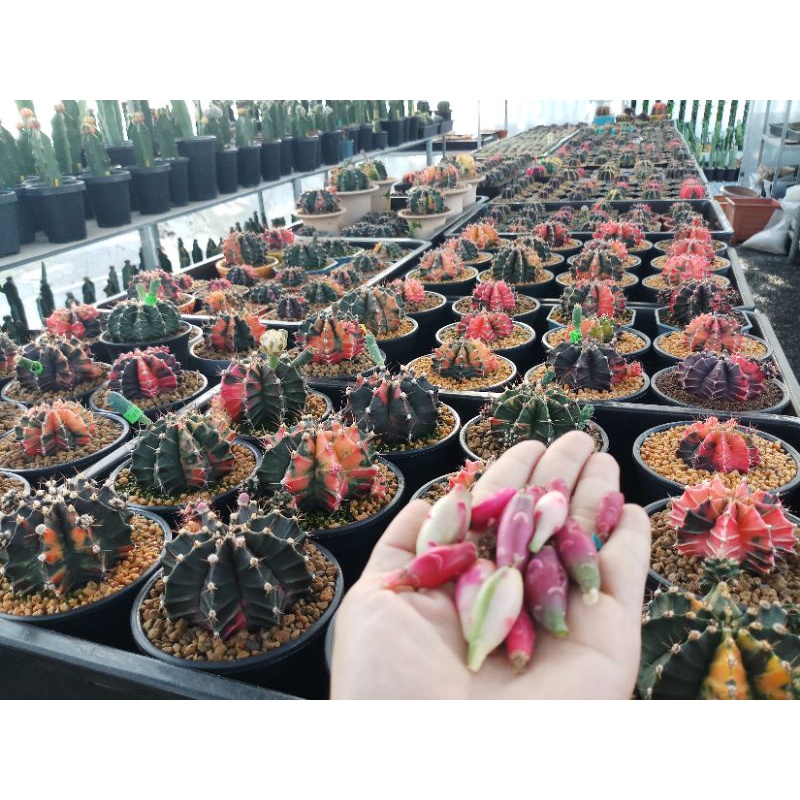 เมล็ดยิมโนด่างมิกส์ 400s+ Gymnocalycium variegata mix 400s+