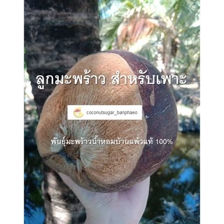 มะพร้าวน้ำหอมบ้านแพ้วแท้ 💯% สำหรับเพาะ ลูกแก่/ลูกเขียวแก่ ปาดหัวนำไปเพาะเป็นต้นพันธุ์ และมะพร้าวงอก สำหรับบอนไซมะพร้าว
