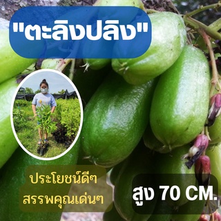 (ขนาดใหญ่) 1 ต้น ต้นพันธุ์ตะลิงปลิง สูง 80 ซม. เปรี้ยวเปรี้ยว เปรี้ยวปรี๊ด ต้นพันธุ์พร้อมปลูก ตะลิงปลิง พร้อมส่ง