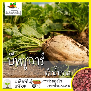 เมล็ดพันธุ์ บีทชูการ์ (ทำน้ำตาล) 200 เมล็ด Sugar Beet seed เ50 เมล็ด (ไม่ใช่พืชที่มีชีวิต)