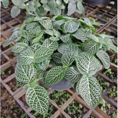 F343 ต้นลายเงิน {ไม้มงคล} หรือต้นพรมออสเตรเลีย Fittonia Silver Nerve Plant ไม้ฟอกอากาศ 3 นิ้ว