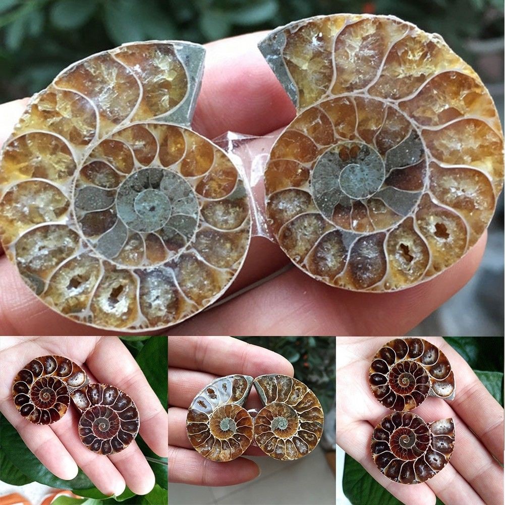 1 คู่ครึ่งตัดสังข์ธรรมชาติ Ammonite Shell Fossil ตัวอย่าง Madagascar