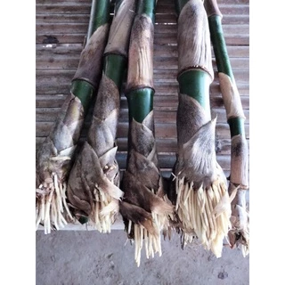 กิ่งพันธุ์ไผ่กิมซุงกิ่งละ25บาทสั่ง10กิ่งแถม2กิ่งสั่ง20แถม5