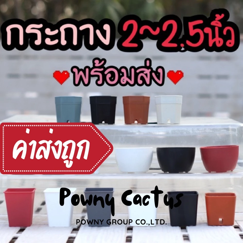 🌵 แคคตัสมินิ กระถาง 2 นิ้ว | Cactus น่ารัก ต้นไม้ฟอกอากาศ จัดกระถางพร้อมปลูก ของขวัญน่ารัก