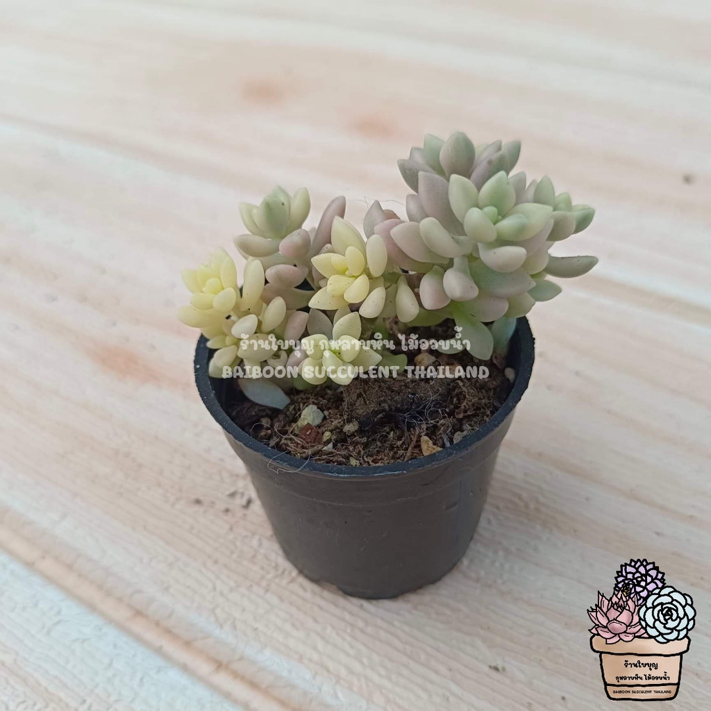 graptopetalum​ Mirinae​ กุหลาบหิน​พร้อมส่ง​  ร้านใบบุญ​ กุหลาบหิน​ ไม้อวบน้ำ​ succulent