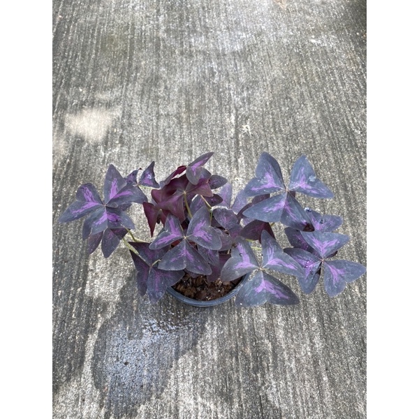 🦋ผีเสื้อราตรี Oxalis triangularis🦋