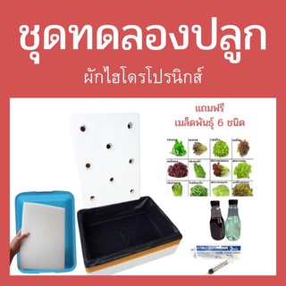 ชุดทดลองปลูกผักไฮโดรโปนิกส์ กล่องโฟมปลูกผัก ผักไฮโดรโปนิกส์ อุปกรณ์ปลูกผักไร้ดิน ผักในน้ำ ปุ๋ยAB ปุ๋ยน้ำ