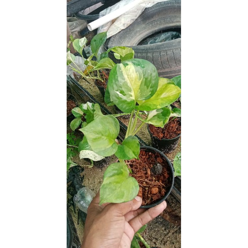 พลู​แอปเปิ้ล​ด่างเหลืองPothos yellow​Apple