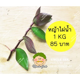 หญ้าไผ่น้ำสด 1 กิโลกรัม ปลูกแบบอินทรีย์ 100% ไม่ใช้สารเคมี พร้อมนำไปต้มดื่ม นำไปปักชำได้