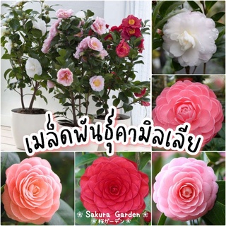 🌸เมล็ดพันธุ์ดอกคามิลเลีย🌸𝑪𝒂𝒎𝒆𝒍𝒍𝒊𝒂 𝑭𝒍𝒐𝒘𝒆𝒓