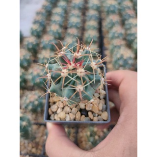 เฟโรเล็บเหยี่ยว แคคตัส Ferocactus peninsulae 🌵🦅🌵🦅🌵🦅🌵🦅