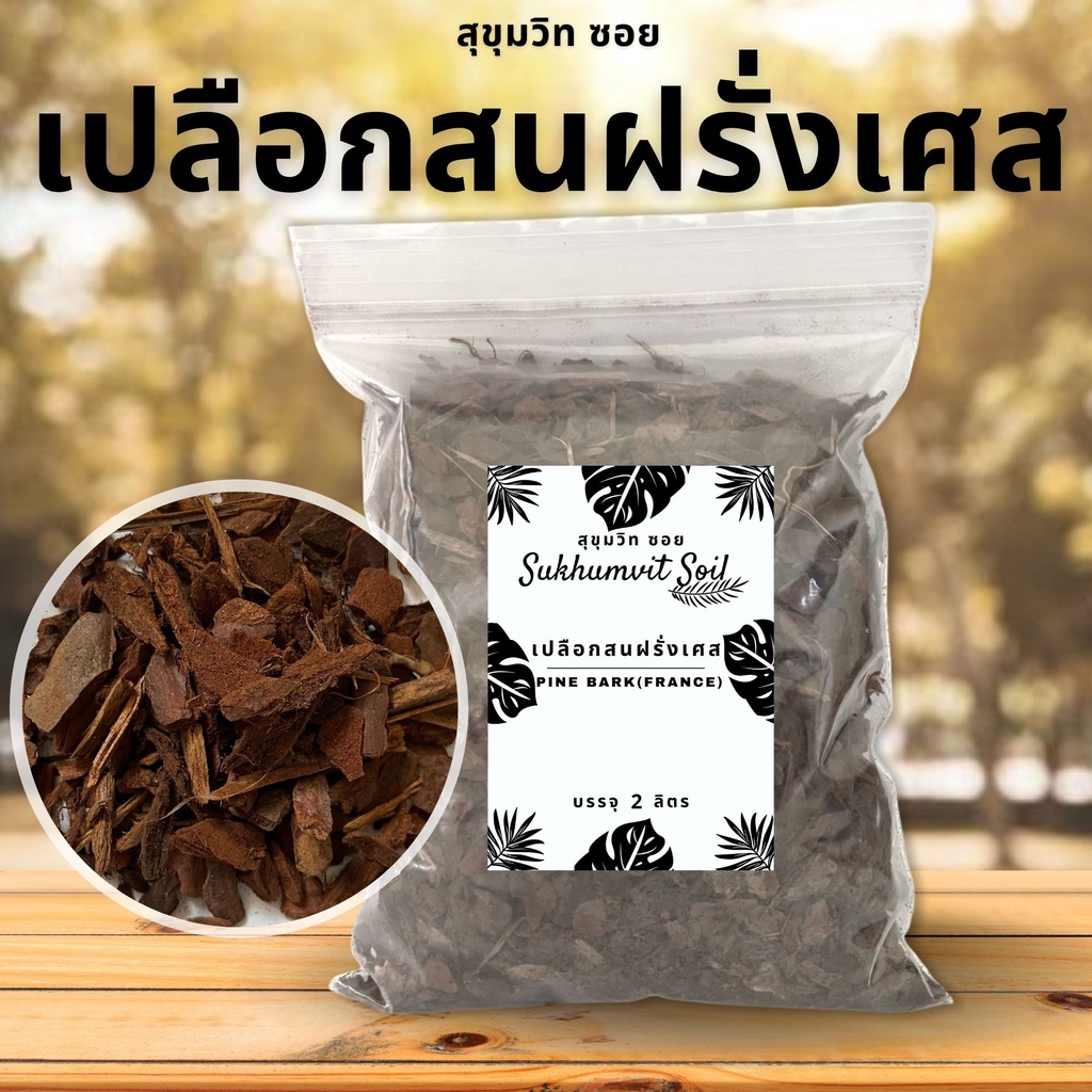 อันดับหนึ่ง 104+ ภาพพื้นหลัง เปลือกสน ปลูกต้นไม้ คมชัด