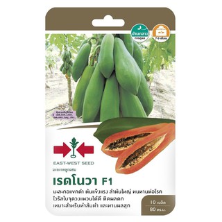 เมล็ดพันธุ์มะละกอแขกดำF1 เรด โนวา KHAEK DAM PAPAYA SEED F1 SORNDAENG RED NOVA