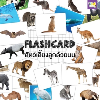 แฟลชการ์ด (flash card) สัตว์เลี้ยงลูกด้วยนม (mammals) จำนวน 25 ใบ ขนาด A5