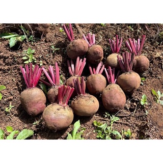 บีทรูท Beetroot สินค้าไร้สารเคมี (1Kg)