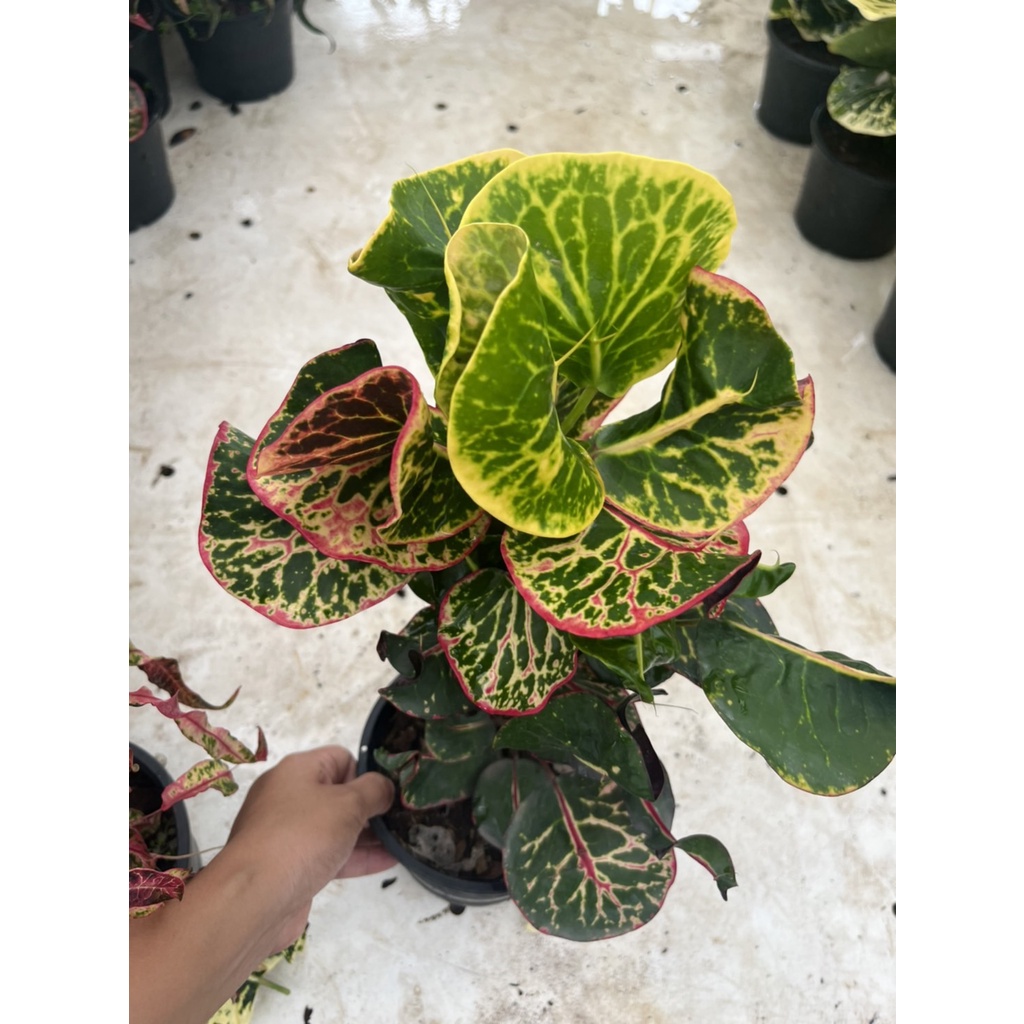 มุมมอง 4