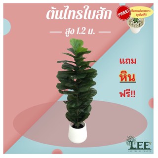 (ต้นไม้คลาสสิค!) ต้นไทรใบสัก 1.2 เมตร ทรงทาวเวอร์ #ต้นไม้ปลอมตกแต่งบ้าน Leeartplants