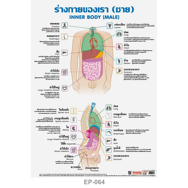 โปสเตอร์ อวัยวะในร่างกายชาย #EP-064 โปสเตอร์พลาสติก PP โปสเตอร์สื่อการเรียนการสอน สื่อการเรียนรู้