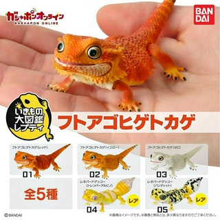 (ครบชุดพร้อมส่ง) กาชาปองมังกรเครามินิเบบี้ Gachapon Bandai Ikimono Encyclopedia Advance Bearded Dragon Mini โมเดลสัตว์