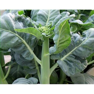 เมล็ดพันธุ์ คะน้า ฮ่องกง จัมโบ้ ( Chinese Kale ) บรรจุ 500 เมล็ด