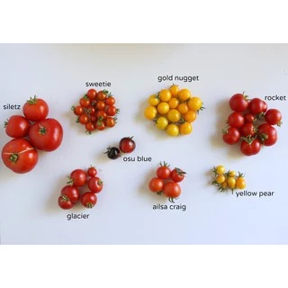 เมล็ดพันธุ์ มะเขือเทศเชอรี่ โกลด์นักเก็ท (Gold Nugget Cherry Tomato Seed) บรรจุ 30 เมล็ด คุณภาพดี ของแท้ 100%