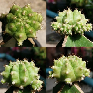 10 - Pirate king ไม้กราฟ ตรงปก Gymnocalycium Cactus ไพเรทคิง ยิมโน แคคตัส กระบองเพชร ไม้อวบน้ำ ไม้กราฟ ราคาถูก​