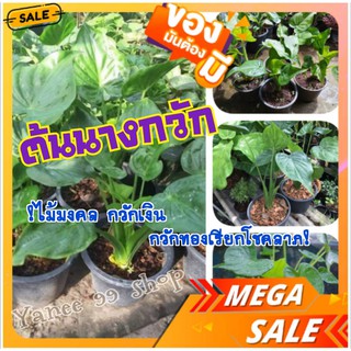 [Sale สินค้าขายดี]ต้นนางกวัก #ไม้มงคล กวักเงินกวักทอง เรียกโชคลาภ จัดส่งพร้อมกระถาง 6 นิ้ว (1 ต้น/แพ็ค)