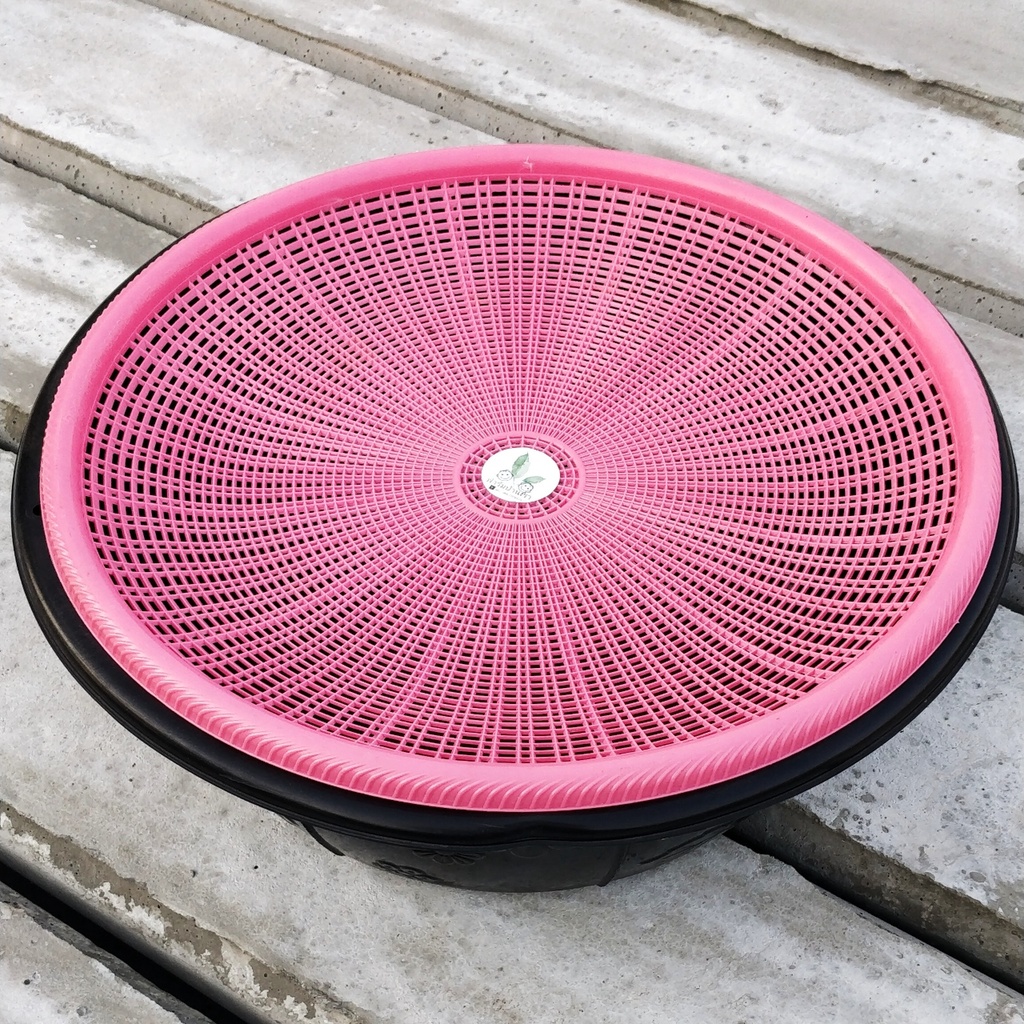 ชุดเลี้ยงด้วงสาคู กะละมัง  พร้อม ฝาปิด เพื่อการเลี้ยงด้วงสาคู ในกะละมังแบบง่ายๆ - รูปที่ 3