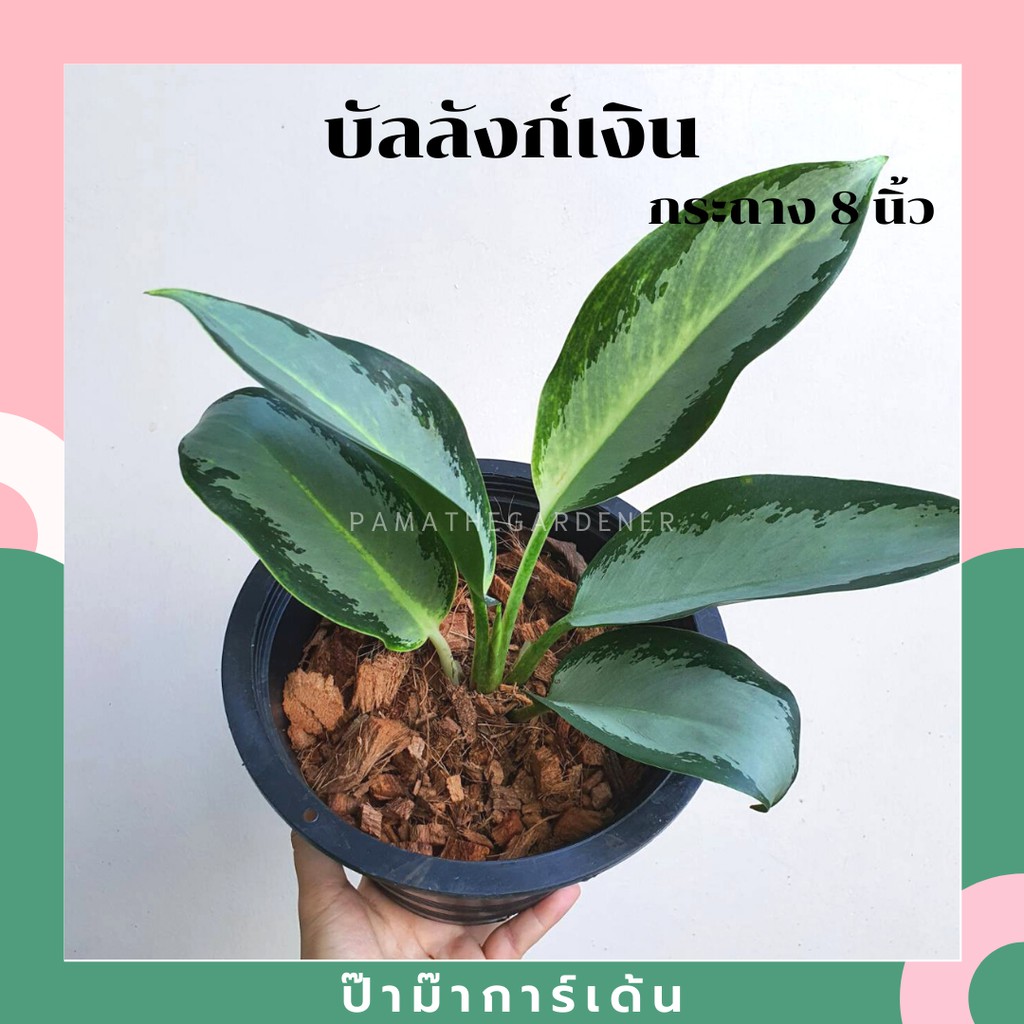 ต้นบัลลังก์เงิน มาในกระถางพร้อมตั้ง อโกลนีมา ไม้มงคล