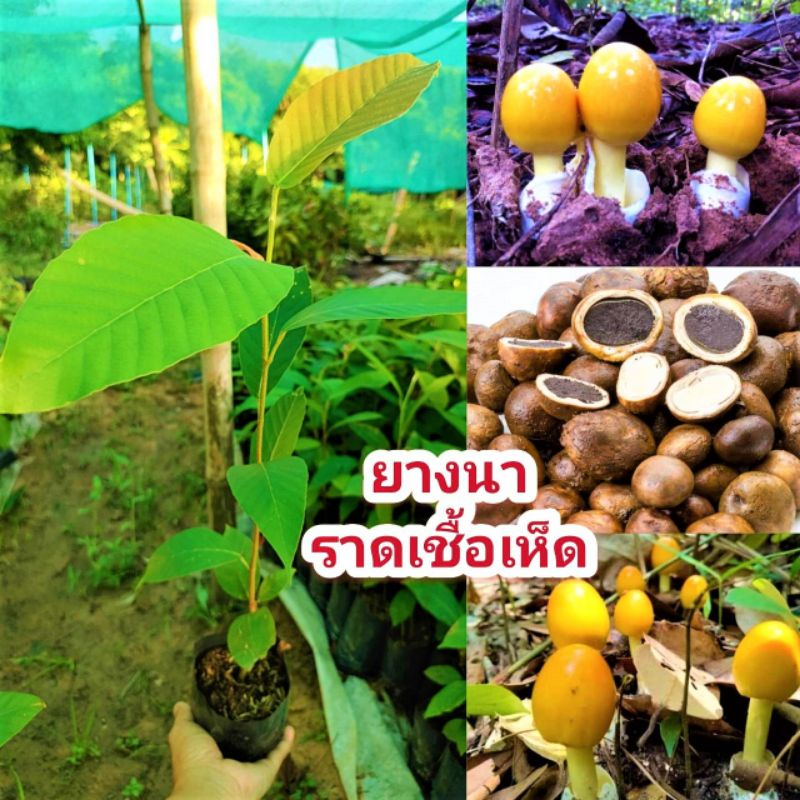ต้นยางนา กล้ายางนา ยางนา ยางนาราดเชื้อเห็ดระโงก เเละ เห็ดเผาะ ขนาด 35-50 ซม  | Shopee Thailand
