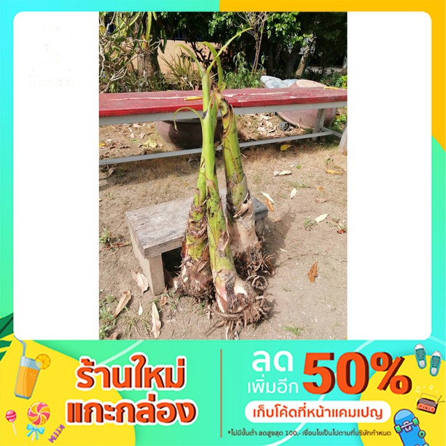 (ลด 50% ใช้โค้ด INCLZ44) หน่อกล้วยหอมทอง จากสวนในอำเภอท่ายาง​ จัง​หวัดเพชรบุรี