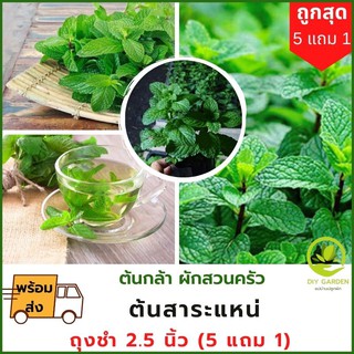 5 แถม 1 พร้อมส่ง ต้นสาระแหน่ สาระแหน่ ไทยใบหอม  ปลูกผัก ต้นกล้า ผักสวนครัว ปลอดสารพิษ เมล็ดผัก เมล็ดพันธุ์