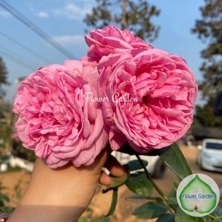 F440 กุหลาบ Bishop's Castle (บิชอป) ดอกสวยหอมฟินสุดๆ (ส่งติดดอก)ปลูกทำซุ้มสวยมาก