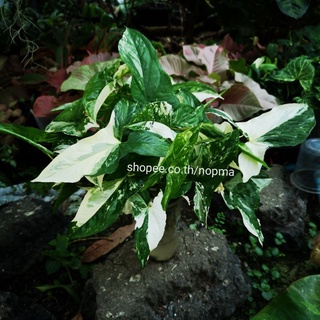 กิ่ง เงินไหลมาด่างขาว  (จำนวน 1 กิ่ง) Syngonium podophyllum ต้นไม้มงคล ต้นไม้ปลูกในน้ำ ได้