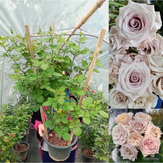 กุหลาบสีเทา VIP Rose สายพันธุ์นำเข้ากลิ่นหอม อายุต้น 1.9 ปี