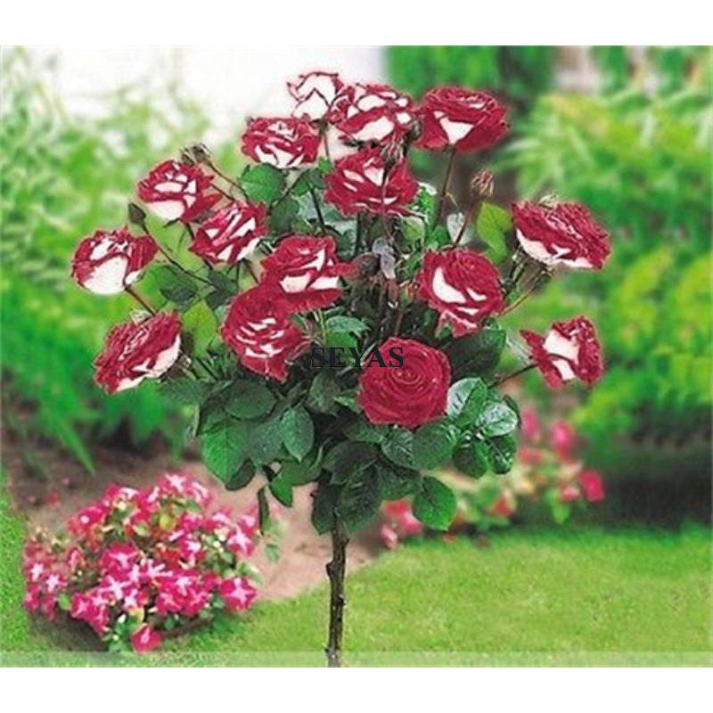 Red White Mix Rose Seeds 50 Seed ReadyStock Flower Tree Outdoor Garden Decor Rose Flower Easy