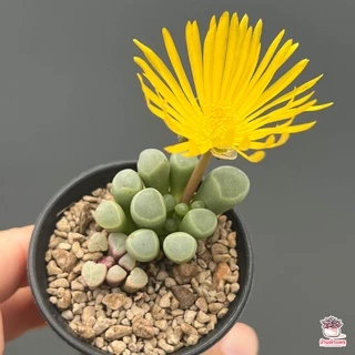 Fenestraria Aurantiaca ( Baby Toes ) ไม้อวบน้ำ กุหลาบหิน Cactus&Succulent หลากหลายสายพันธุ์