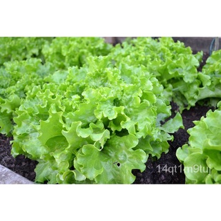 GREEN RAPID LETTUCE SEEDS (300pcs seeds) FOR BEGGINERS VARIETY/EASY TO GROW香菜/裙子/鲜花/文胸/内裤/芹菜/手链/男装/儿童/玫瑰/ CXQD