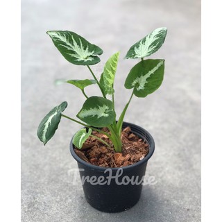 ออมเพชรใบกลม กระถาง 6 นิ้ว (Syngonium wendlandii round form) Pot 6