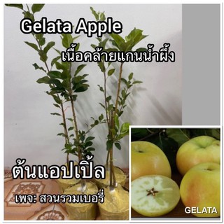 แอปเปิ้ล พันธุ์ gelata apple