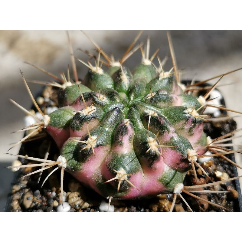 ยิมโนด่าง ไม้ชำหน่อ Gymnocalycium​ Cactus แคคตัส กระบองเพชร ไม้อวบน้ำ ราคาถูก​