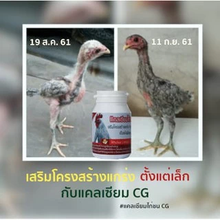 แคลเซียมCG สำหรับไก่ชน