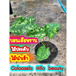 บอนเสือพราน Colocasia Hilo beauty ไม้นำเข้า 1 กระถาง ส่งพร้อมกระถาง จากในไทย จัดส่งคละกระถาง