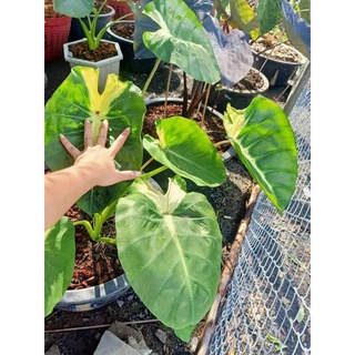 Colocasia Maui Sunlight