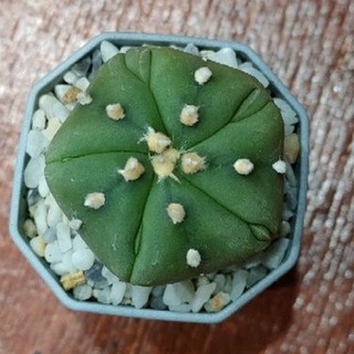 Cake Cactus Farm กระบองเพชร Astrophytum asterias  nudum fukuryo  แอสโตรนูดัม ฟุคุเรียว 5 พูแทรก