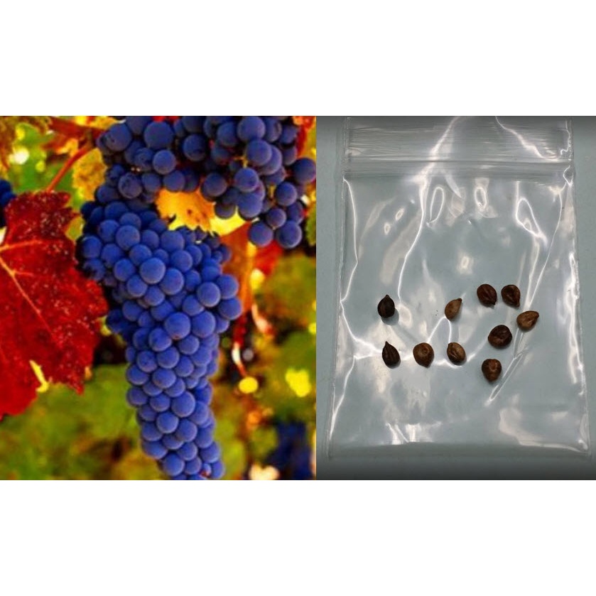 เมล็ดพันธุ์องุ่นอามูร์ (Amur grape / Vitis amurensis) องุ่นพันธุ์ต้นเตี้ย / ชุดละ 10 เม็ด