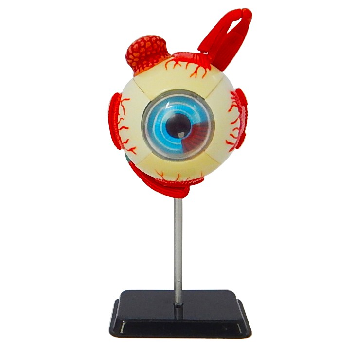 โมเดลดวงตามนุษย์ (Human Eye Model)