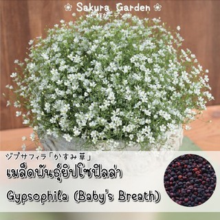 🌸เมล็ดพันธุ์ยิปโซฟิลล่า🌸 Gypsophila (Babys Breath)